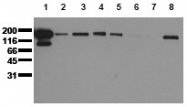 AM00045PU-N - EGFR / ERBB1