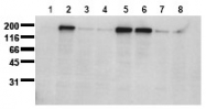 AM00036PU-N - EGFR / ERBB1