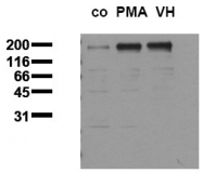 AM00029PU-N - EGFR / ERBB1
