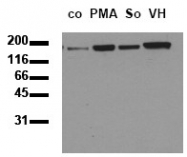 AM00030PU-N - EGFR / ERBB1