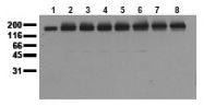 AM00034PU-N - EGFR / ERBB1