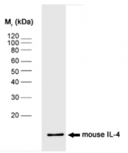 SM101P - Interleukin-4 / IL4