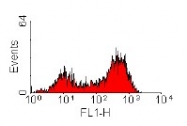 CL116F - Endothelium