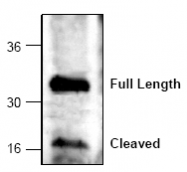 AP00076PU-N - Caspase-6
