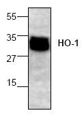 AP00140PU-N - Heme oxygenase 1 / HMOX1