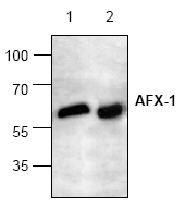 AP00150PU-N - FOXO4 / AFX1 / MLLT7