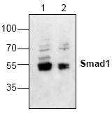 AP00195PU-N - SMAD1
