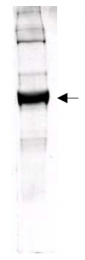 R1086 - Glutamate dehydrogenase 1