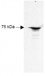 R1021 - RFX5