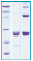 PA504X - Cardiotrophin-1