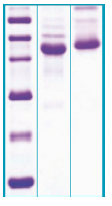 PA508X - Alpha-2-HS-glycoprotein / AHSG