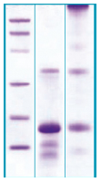 PA512X - Myostatin