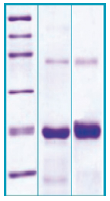 PA513X - Pleiotrophin / PTN