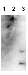 AM00004PU-N - Amyloid beta
