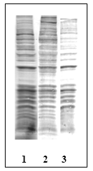 AM00120PU-N - Phosphothreonine