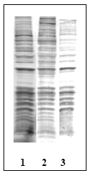 AM00121PU-N - Phosphothreonine