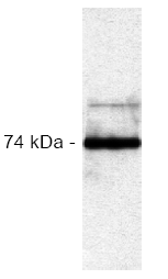 AM00132PU-N - RAF1