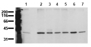 AM00136PU-N - MAP kinase p38 alpha / MAPK14