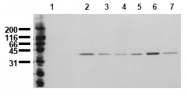 AM00137PU-N - MAP kinase p38 alpha / MAPK14