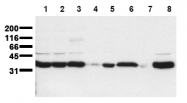 AM00139PU-N - Scramblase 1 / PLSCR1