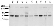 AM00140PU-N - SHC1 / SHC