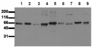 AM00143PU-N - SHC1 / SHC