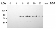 AM00144PU-N - SHC1 / SHC