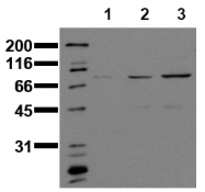 AM00147PU-N - STAT1