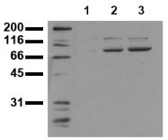 AM00149PU-N - STAT3