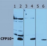 AP03010PU-N - cfp10 / esxB