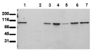AM00152PU-N - STAT6