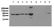 AM00158PU-N - Vimentin