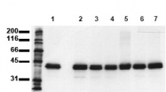 AM00086PU-N - ERK2