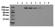 AM00050PU-N - CD340 / ERBB2 / HER2