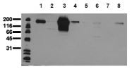 AM00049PU-N - CD340 / ERBB2 / HER2