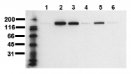 AM00048PU-N - CD340 / ERBB2 / HER2