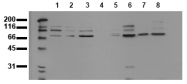 AM00028PU-N - ANKRD6 / Diversin