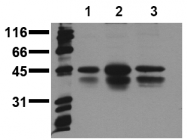 AM00027PU-N - CREB + ATF1