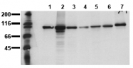 AM00023PU-N - Catenin beta-1