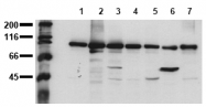 AM00022PU-N - Catenin beta-1
