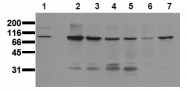AM00021PU-N - Catenin beta-1