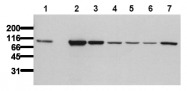 AM00019PU-N - Catenin beta-1