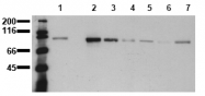 AM00017PU-N - Catenin beta-1
