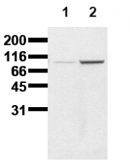 AM00015PU-N - Catenin beta-1