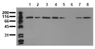 AM00014PU-N - Catenin alpha-1 / CTNNA1