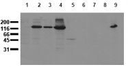AM00013PU-N - Cadherin-2