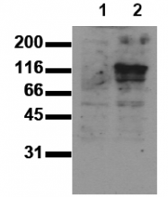 AM00012PU-N - Cadherin-15