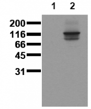 AM00011PU-N - Cadherin-15