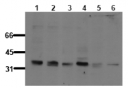 AM00009PU-N - Bcl-10