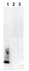 AM00001PU-N - Amyloid beta
